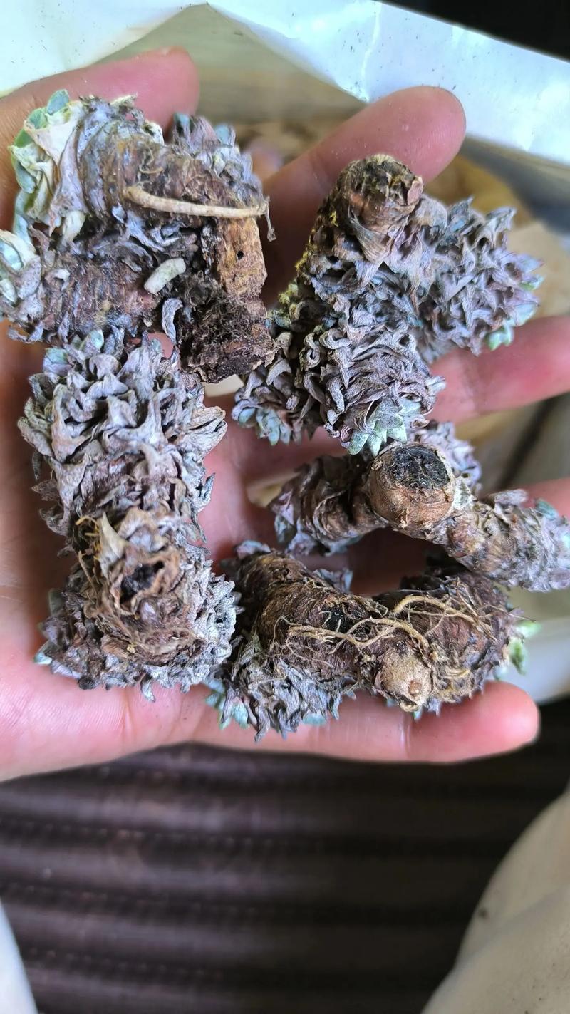 多肉白菊如何发根，白菊多肉怎么修根