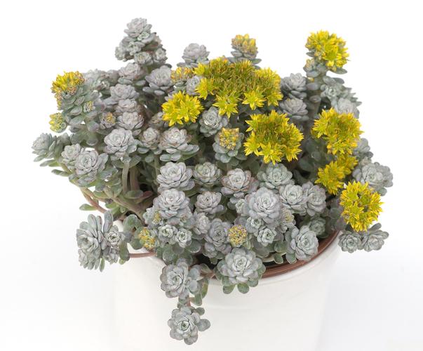 多肉白菊如何发根,白菊多肉怎么修根-第2张图片-优品飞百科 多肉白菊如何发根,白菊多肉怎么修根-第2张图片-优品飞百科