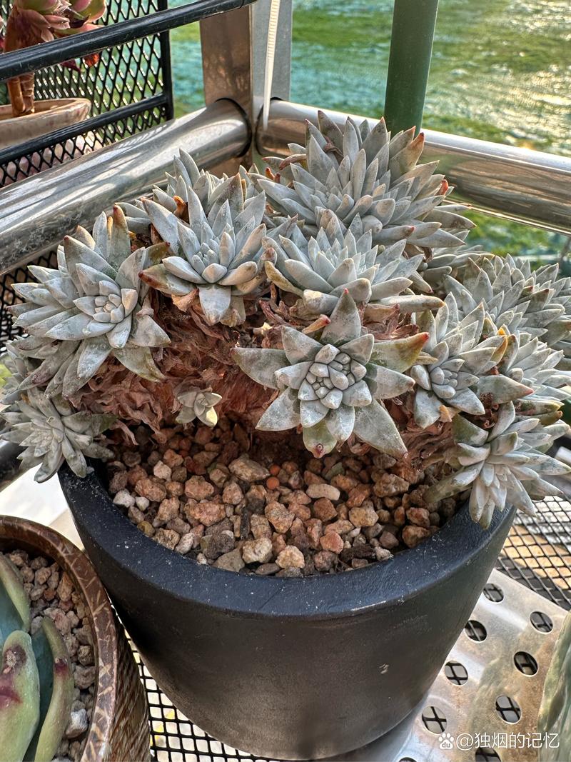 多肉白菊如何发根,白菊多肉怎么修根-第3张图片-优品飞百科 多肉白菊如何发根,白菊多肉怎么修根-第3张图片-优品飞百科