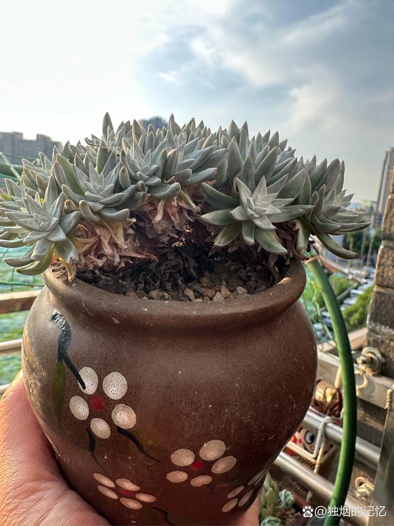 多肉白菊如何发根,白菊多肉怎么修根-第4张图片-优品飞百科 多肉白菊如何发根,白菊多肉怎么修根-第4张图片-优品飞百科