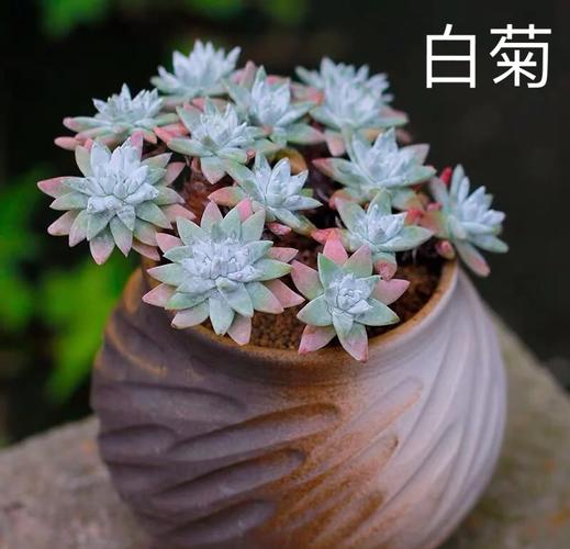 多肉白菊如何发根,白菊多肉怎么修根-第5张图片-优品飞百科 多肉白菊如何发根,白菊多肉怎么修根-第5张图片-优品飞百科