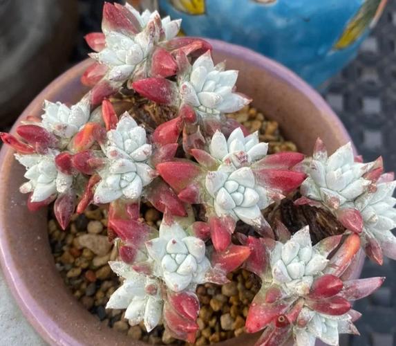 多肉白菊如何发根,白菊多肉怎么修根-第6张图片-优品飞百科 多肉白菊如何发根,白菊多肉怎么修根-第6张图片-优品飞百科