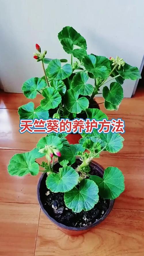 新买的天竺葵怎么养?新买的天竺葵怎么养护和管理?-第1张图片-优品飞百科 新买的天竺葵怎么养?新买的天竺葵怎么养护和管理?-第1张图片-优品飞百科