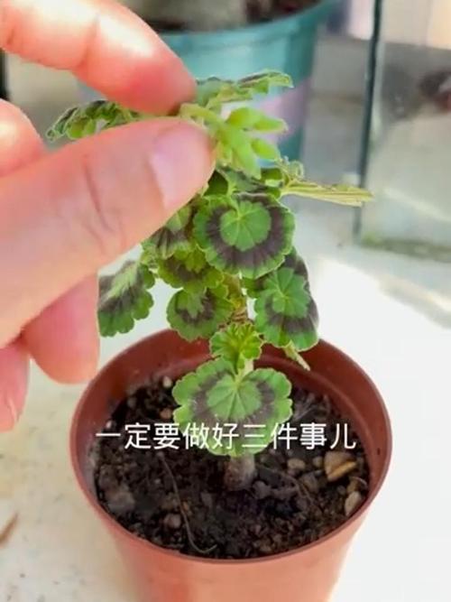 新买的天竺葵怎么养?新买的天竺葵怎么养护和管理?-第3张图片-优品飞百科 新买的天竺葵怎么养?新买的天竺葵怎么养护和管理?-第3张图片-优品飞百科