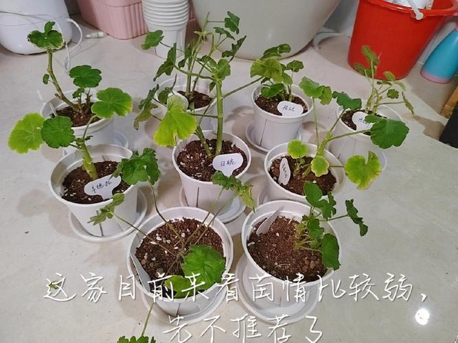 新买的天竺葵怎么养?新买的天竺葵怎么养护和管理?-第4张图片-优品飞百科 新买的天竺葵怎么养?新买的天竺葵怎么养护和管理?-第4张图片-优品飞百科