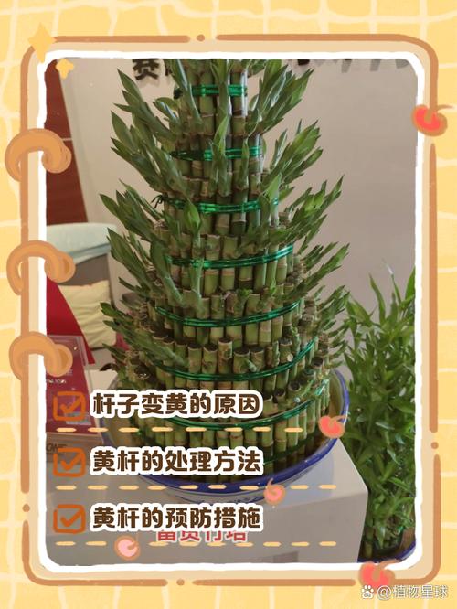 富贵竹如何一根变两根,富贵竹变多根方法?-第1张图片-优品飞百科 富贵竹如何一根变两根,富贵竹变多根方法?-第1张图片-优品飞百科