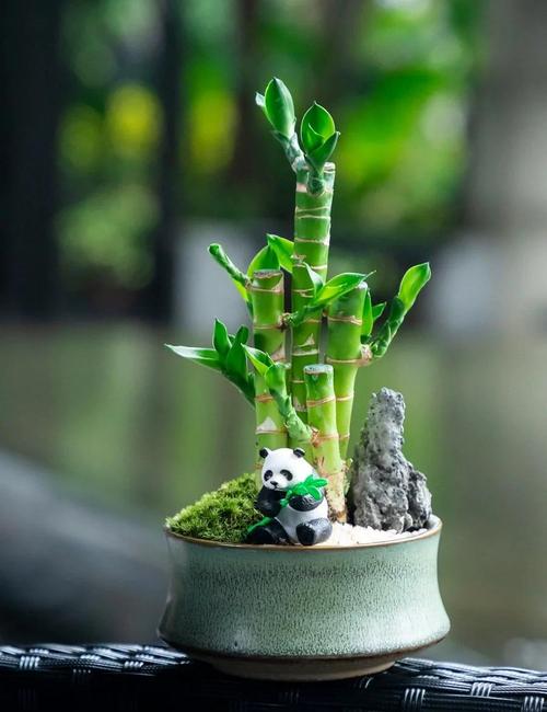 富贵竹如何一根变两根,富贵竹变多根方法?-第3张图片-优品飞百科 富贵竹如何一根变两根,富贵竹变多根方法?-第3张图片-优品飞百科