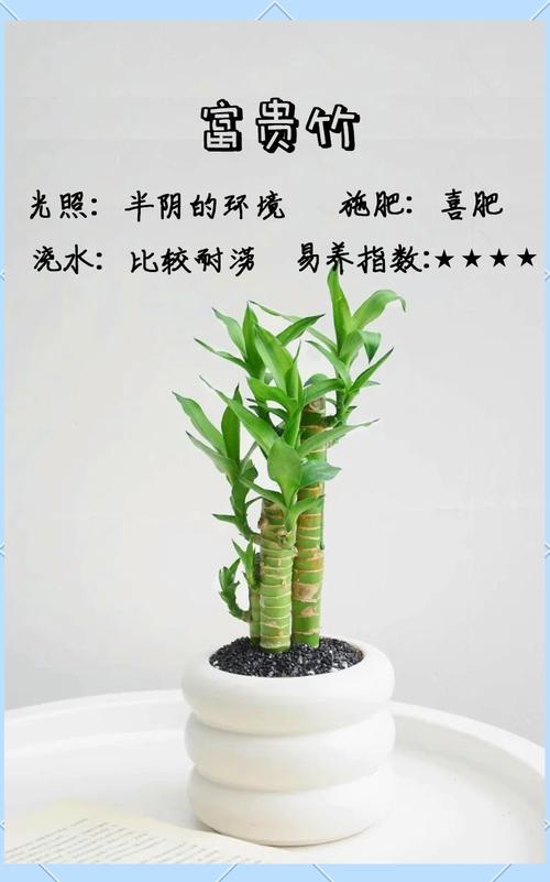 富贵竹如何一根变两根,富贵竹变多根方法?-第5张图片-优品飞百科 富贵竹如何一根变两根,富贵竹变多根方法?-第5张图片-优品飞百科