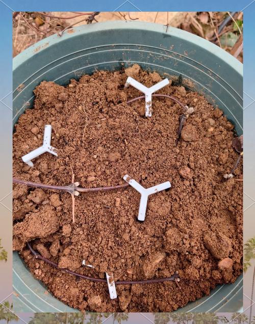 铁线莲过冬怎么修剪,铁线莲怎样修剪过冬-第1张图片-优品飞百科 铁线莲过冬怎么修剪,铁线莲怎样修剪过冬-第1张图片-优品飞百科