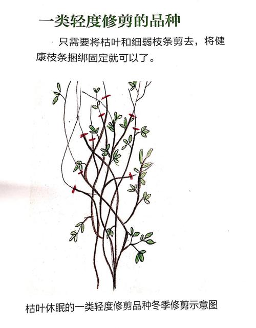 铁线莲过冬怎么修剪,铁线莲怎样修剪过冬-第2张图片-优品飞百科 铁线莲过冬怎么修剪,铁线莲怎样修剪过冬-第2张图片-优品飞百科