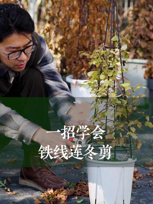 铁线莲过冬怎么修剪,铁线莲怎样修剪过冬-第3张图片-优品飞百科 铁线莲过冬怎么修剪,铁线莲怎样修剪过冬-第3张图片-优品飞百科