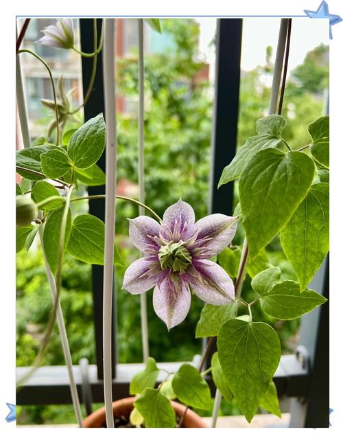 铁线莲过冬怎么修剪,铁线莲怎样修剪过冬-第4张图片-优品飞百科 铁线莲过冬怎么修剪,铁线莲怎样修剪过冬-第4张图片-优品飞百科