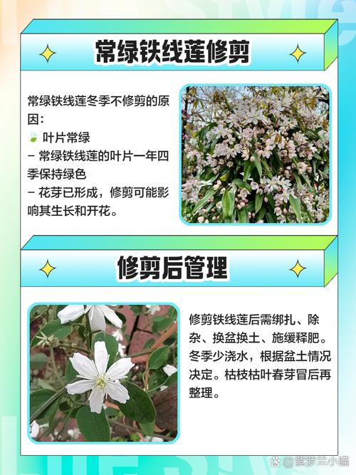 铁线莲过冬怎么修剪,铁线莲怎样修剪过冬-第5张图片-优品飞百科 铁线莲过冬怎么修剪,铁线莲怎样修剪过冬-第5张图片-优品飞百科