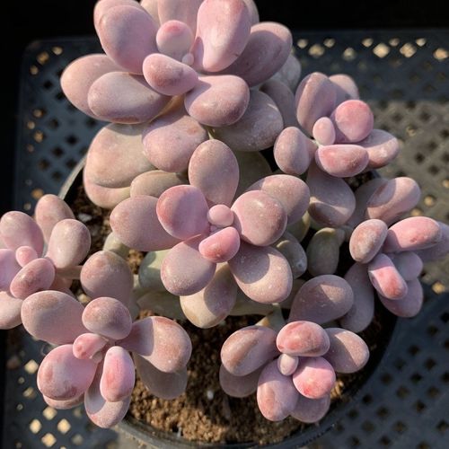 桃之卵怎么养的简单介绍-第1张图片-优品飞百科