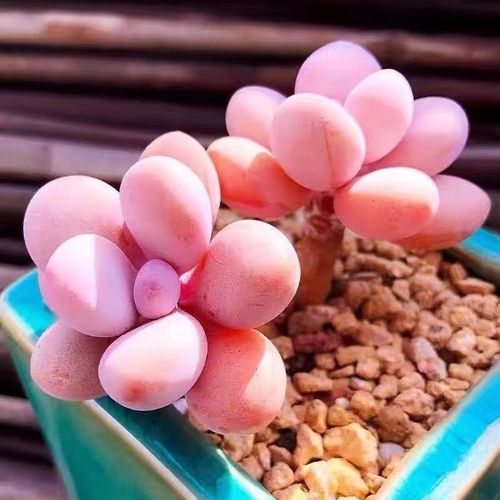 桃之卵怎么养的简单介绍-第2张图片-优品飞百科