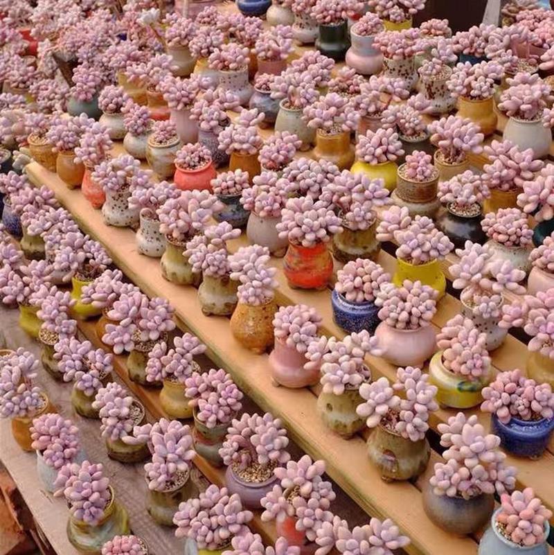 桃之卵怎么养的简单介绍-第3张图片-优品飞百科