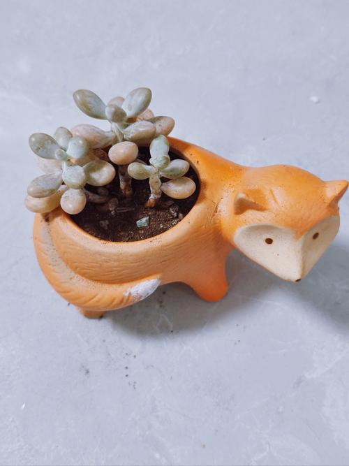 桃之卵怎么养的简单介绍-第5张图片-优品飞百科