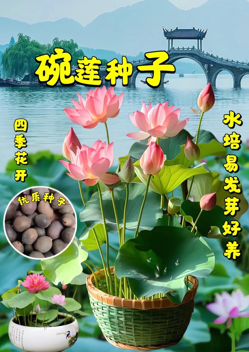 美丽莲冬天怎么养?美丽莲多肉怎么爆盆?-第1张图片-优品飞百科 美丽莲冬天怎么养?美丽莲多肉怎么爆盆?-第1张图片-优品飞百科