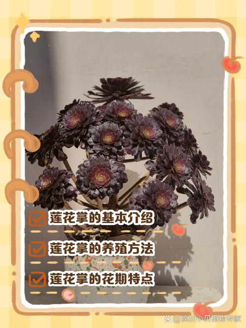 美丽莲冬天怎么养?美丽莲多肉怎么爆盆?-第2张图片-优品飞百科 美丽莲冬天怎么养?美丽莲多肉怎么爆盆?-第2张图片-优品飞百科