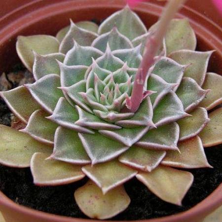 美丽莲冬天怎么养?美丽莲多肉怎么爆盆?-第4张图片-优品飞百科 美丽莲冬天怎么养?美丽莲多肉怎么爆盆?-第4张图片-优品飞百科