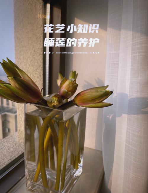 美丽莲冬天怎么养?美丽莲多肉怎么爆盆?-第5张图片-优品飞百科 美丽莲冬天怎么养?美丽莲多肉怎么爆盆?-第5张图片-优品飞百科