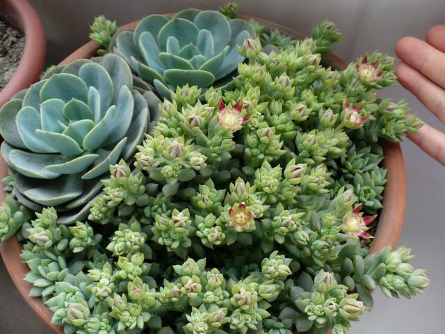 美丽莲冬天怎么养?美丽莲多肉怎么爆盆?-第7张图片-优品飞百科 美丽莲冬天怎么养?美丽莲多肉怎么爆盆?-第7张图片-优品飞百科