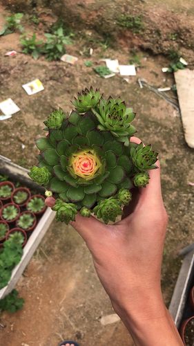 美丽莲冬天怎么养?美丽莲多肉怎么爆盆?-第8张图片-优品飞百科 美丽莲冬天怎么养?美丽莲多肉怎么爆盆?-第8张图片-优品飞百科