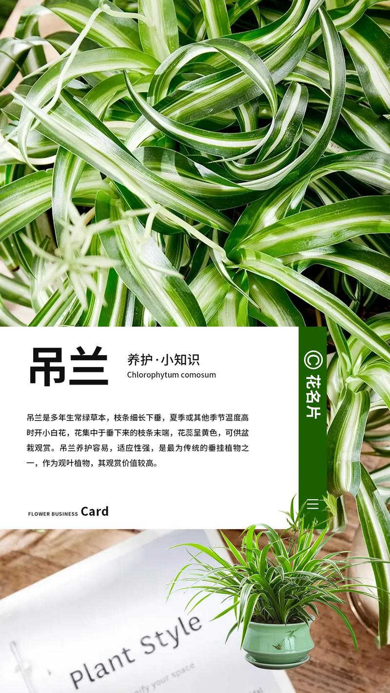 吊兰对水分的要求，吊兰需水量大吗？