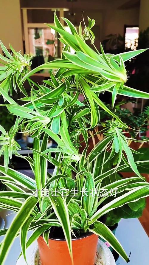 吊兰对水分的要求，吊兰需水量大吗？-第2张图片-优品飞百科