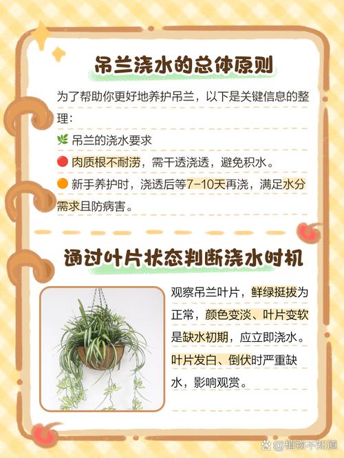 吊兰对水分的要求，吊兰需水量大吗？-第4张图片-优品飞百科