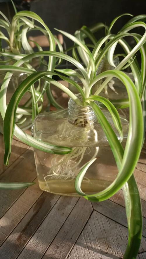 吊兰对水分的要求，吊兰需水量大吗？-第5张图片-优品飞百科