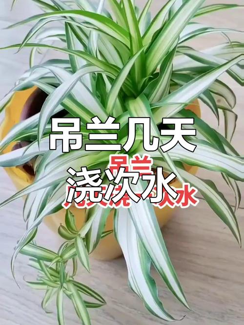 吊兰对水分的要求，吊兰需水量大吗？-第6张图片-优品飞百科