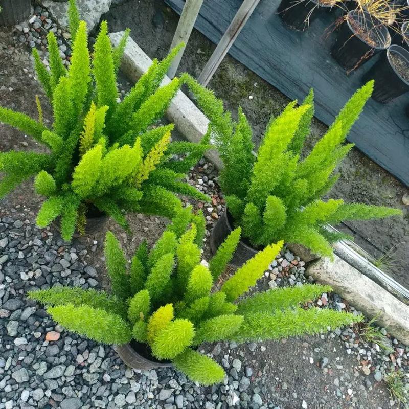 武竹的养殖方法？武竹怎么养？-第1张图片-优品飞百科