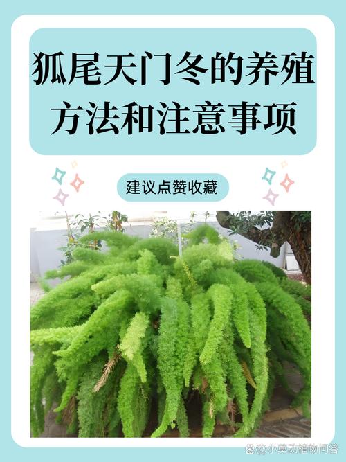 武竹的养殖方法？武竹怎么养？-第3张图片-优品飞百科