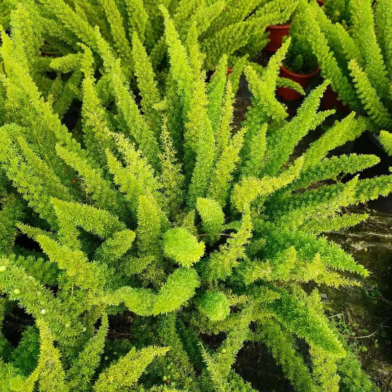 武竹的养殖方法？武竹怎么养？-第5张图片-优品飞百科