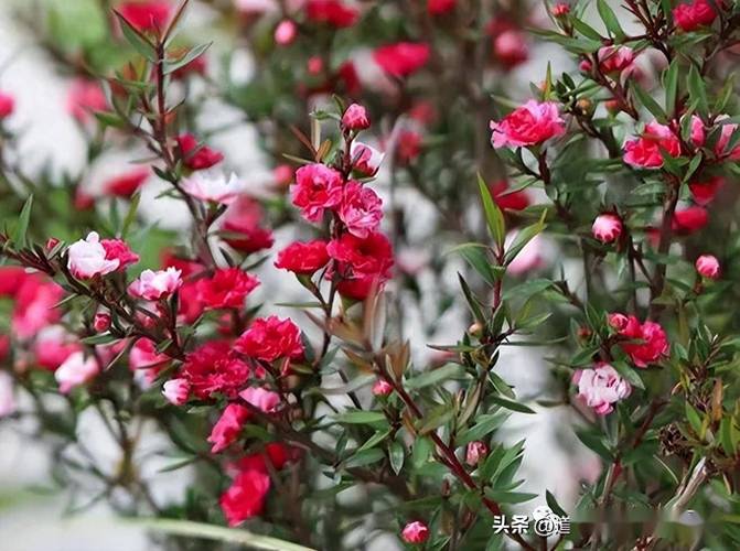 松红梅的养殖方法和注意事项，松红梅适合家里养吗？-第1张图片-优品飞百科