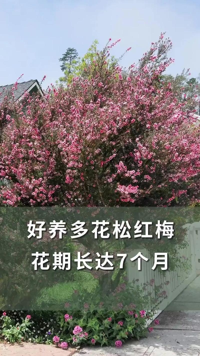 松红梅的养殖方法和注意事项，松红梅适合家里养吗？-第3张图片-优品飞百科