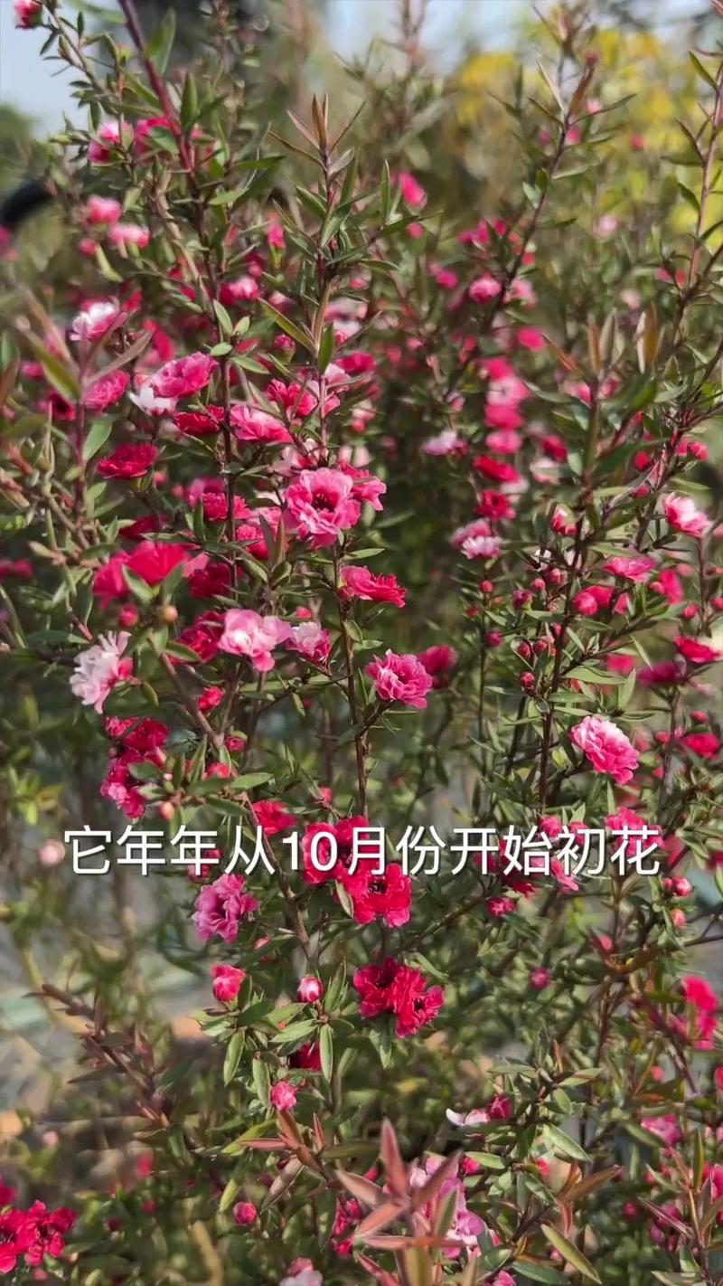 松红梅的养殖方法和注意事项，松红梅适合家里养吗？-第2张图片-优品飞百科