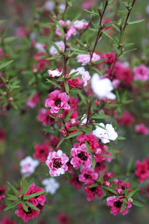 松红梅的养殖方法和注意事项，松红梅适合家里养吗？-第4张图片-优品飞百科