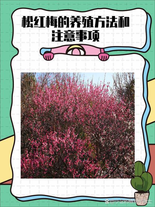 松红梅的养殖方法和注意事项，松红梅适合家里养吗？-第5张图片-优品飞百科