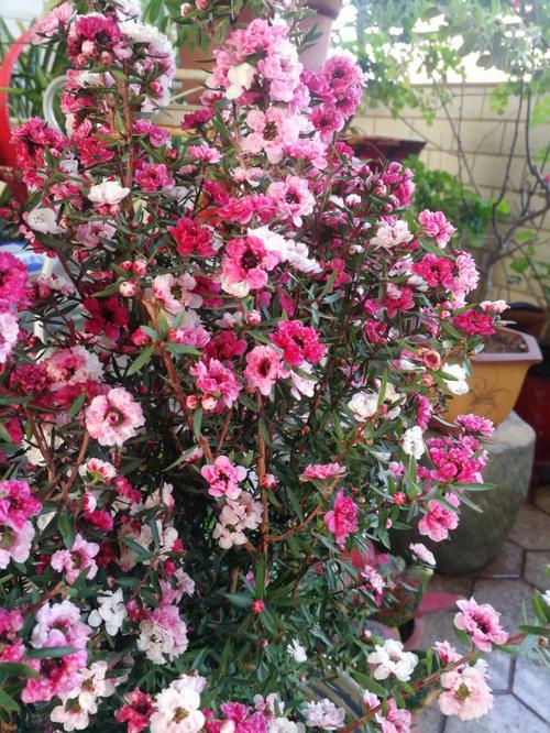 松红梅的养殖方法和注意事项，松红梅适合家里养吗？-第6张图片-优品飞百科