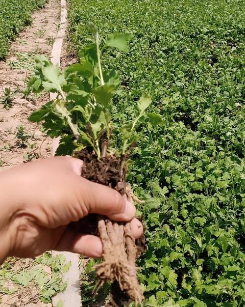 杭白菊怎么施肥?杭白菊栽培技术?-第2张图片-优品飞百科 杭白菊怎么施肥?杭白菊栽培技术?-第2张图片-优品飞百科