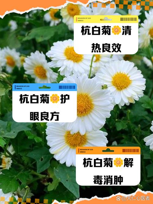 杭白菊怎么施肥?杭白菊栽培技术?-第3张图片-优品飞百科 杭白菊怎么施肥?杭白菊栽培技术?-第3张图片-优品飞百科