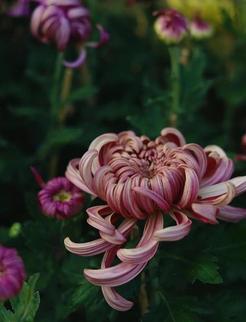 杭白菊怎么施肥?杭白菊栽培技术?-第4张图片-优品飞百科 杭白菊怎么施肥?杭白菊栽培技术?-第4张图片-优品飞百科