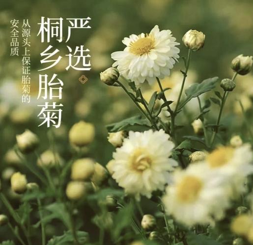 杭白菊怎么施肥?杭白菊栽培技术?-第5张图片-优品飞百科 杭白菊怎么施肥?杭白菊栽培技术?-第5张图片-优品飞百科