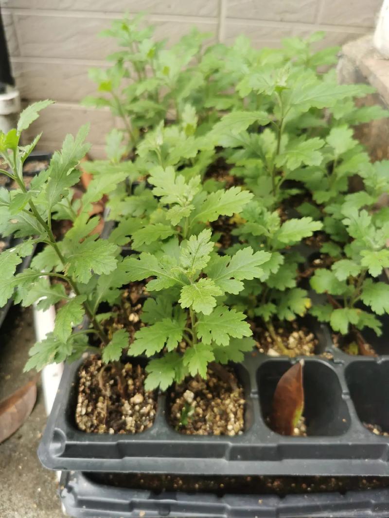 杭白菊怎么施肥?杭白菊栽培技术?-第6张图片-优品飞百科 杭白菊怎么施肥?杭白菊栽培技术?-第6张图片-优品飞百科