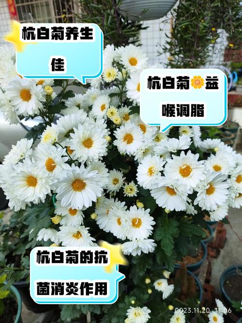 杭白菊怎么施肥?杭白菊栽培技术?-第7张图片-优品飞百科 杭白菊怎么施肥?杭白菊栽培技术?-第7张图片-优品飞百科