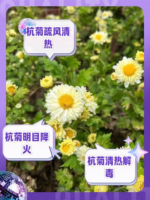 杭白菊怎么施肥?杭白菊栽培技术?-第8张图片-优品飞百科 杭白菊怎么施肥?杭白菊栽培技术?-第8张图片-优品飞百科