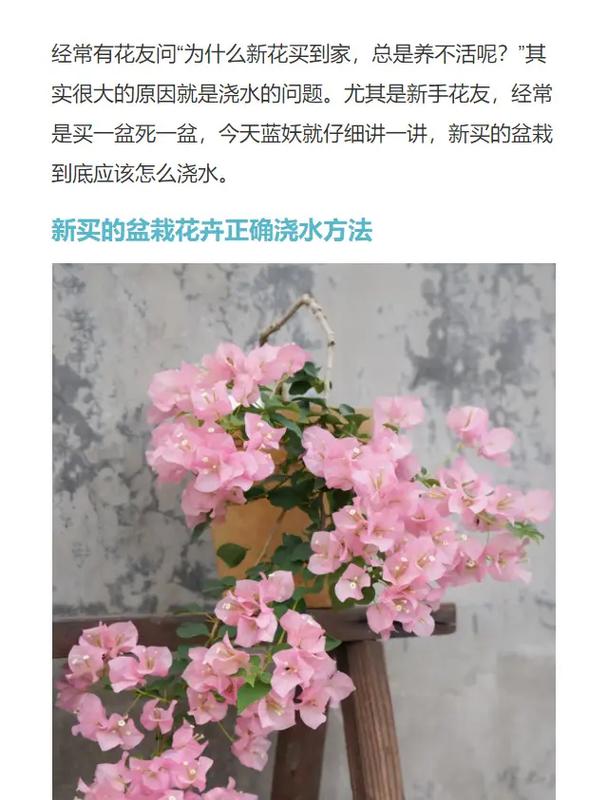 养花总养死是哪出问题了，养花总养死的搞笑说说-第2张图片-优品飞百科