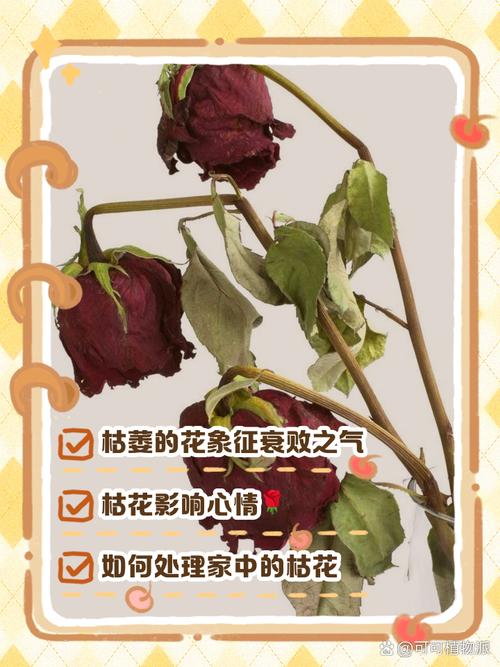 养花总养死是哪出问题了，养花总养死的搞笑说说-第3张图片-优品飞百科